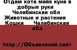 Отдам кота майе куна в добрые руки - Челябинская обл. Животные и растения » Кошки   . Челябинская обл.